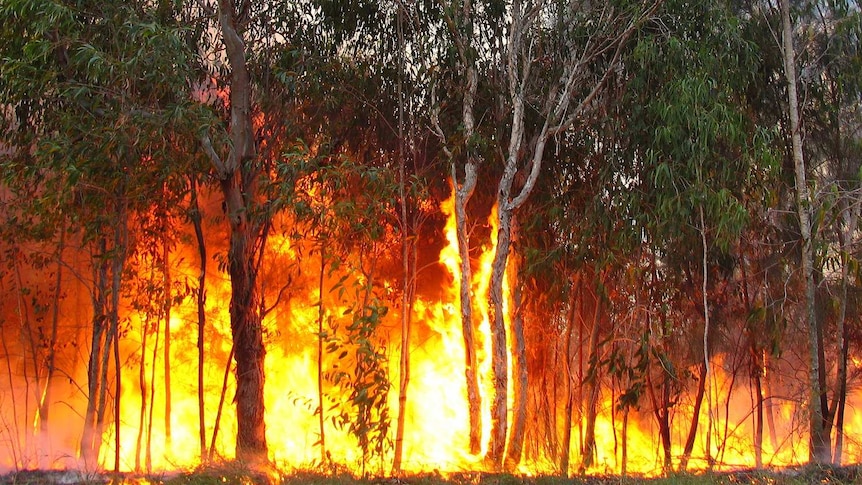 Bushfire Protection Australia: Delivers Effective Bushfire Attack Level Assessments in Toodyay