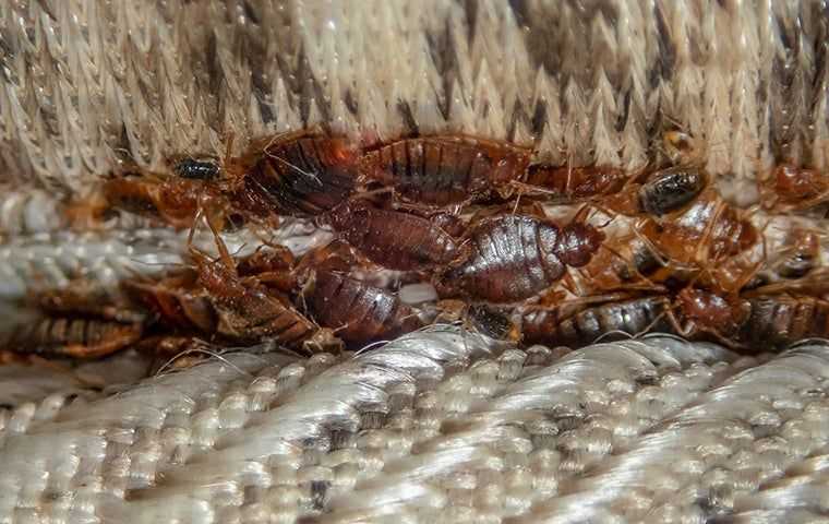Maintaining a Bed Bug-Free Environment
