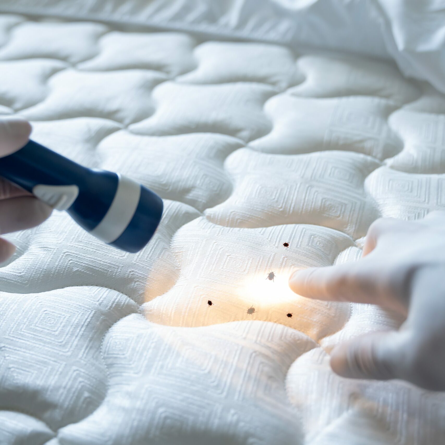 Effective Bed Bug Inspection Techniques
