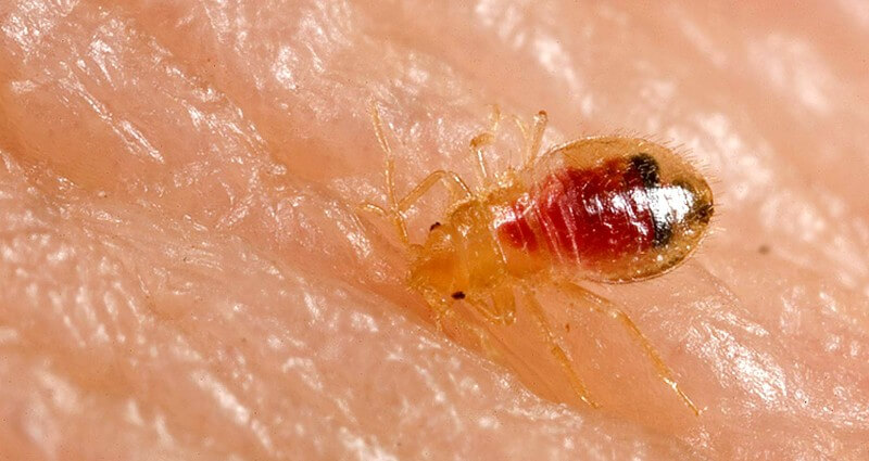 Seeking Professional Bed Bug Extermination