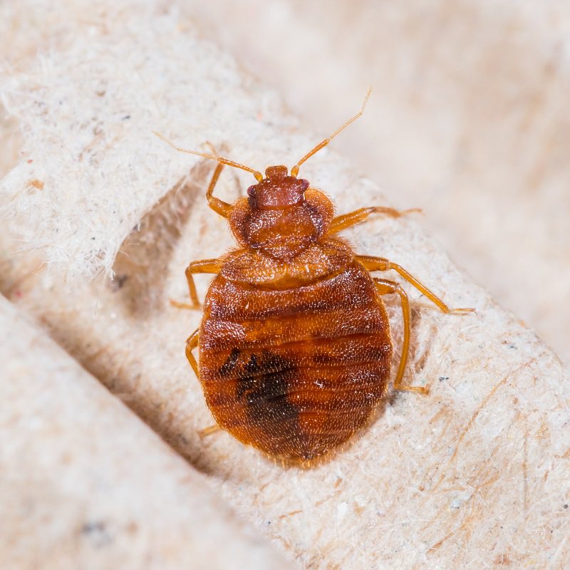 Bed Bug-Proofing Your Home
