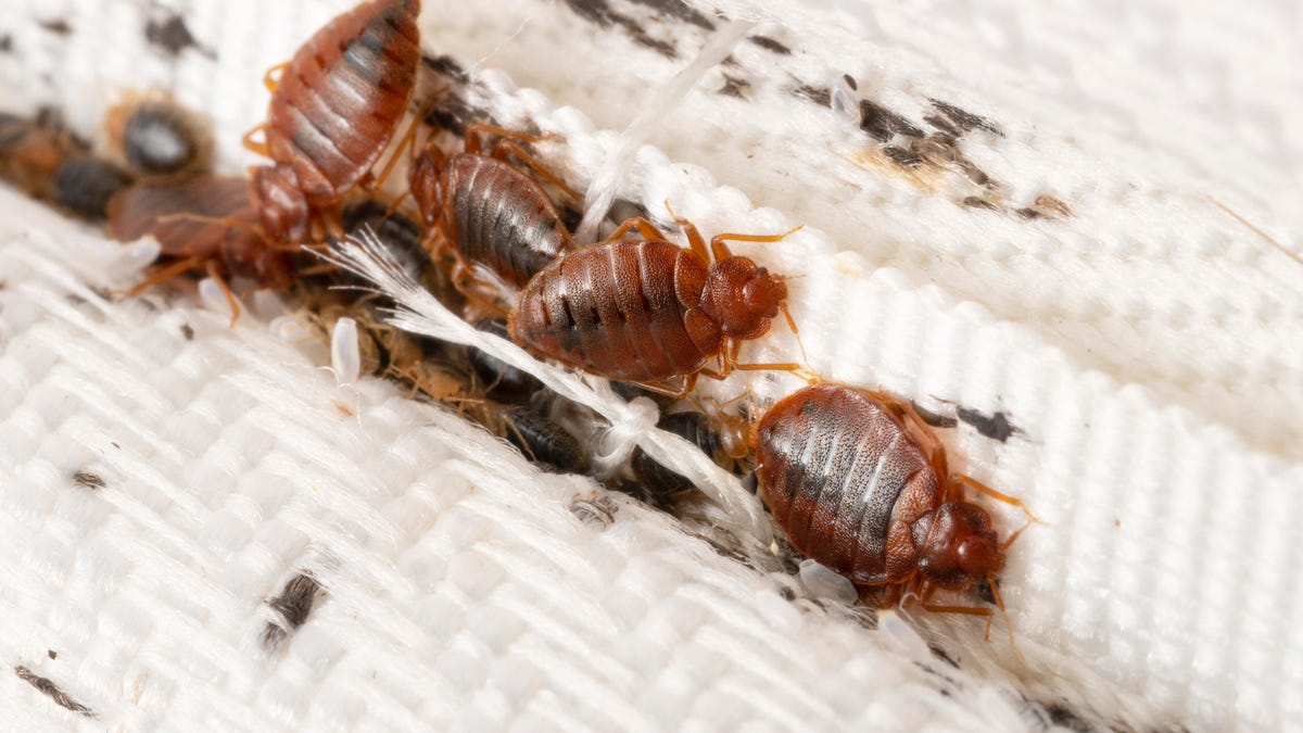 Guarantee of Bed Bug Elimination