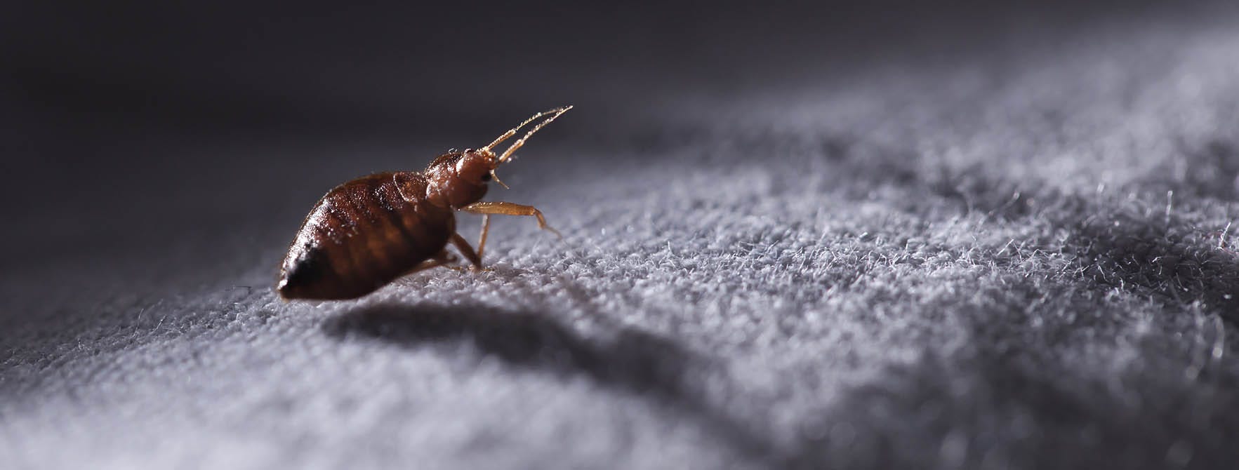 Maintaining a Pest-Free Home