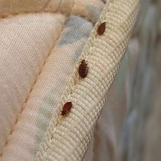 Low-Cost Bed Bug Steamers