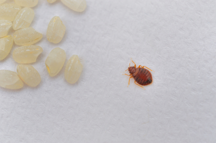 Natural Remedies for Bed Bugs