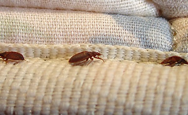 Natural Remedies for Bed Bug Control
