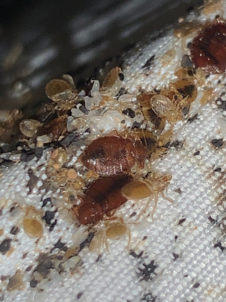 Preventing Future Bed Bug Infestations
