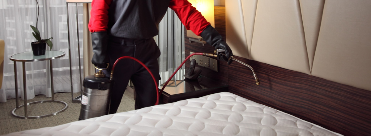 Understanding Bed Bug Lifecycle for Control