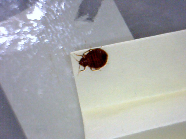 Effective Bed Bug Detection