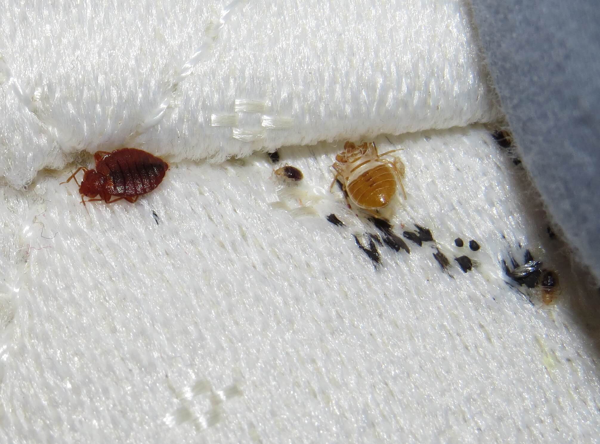 Preventing Bed Bug Reinfestations