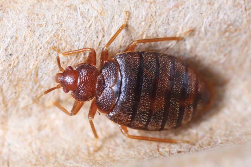 DIY Bed Bug Removal Methods