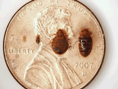 Hiring Professional Bed Bug Exterminators