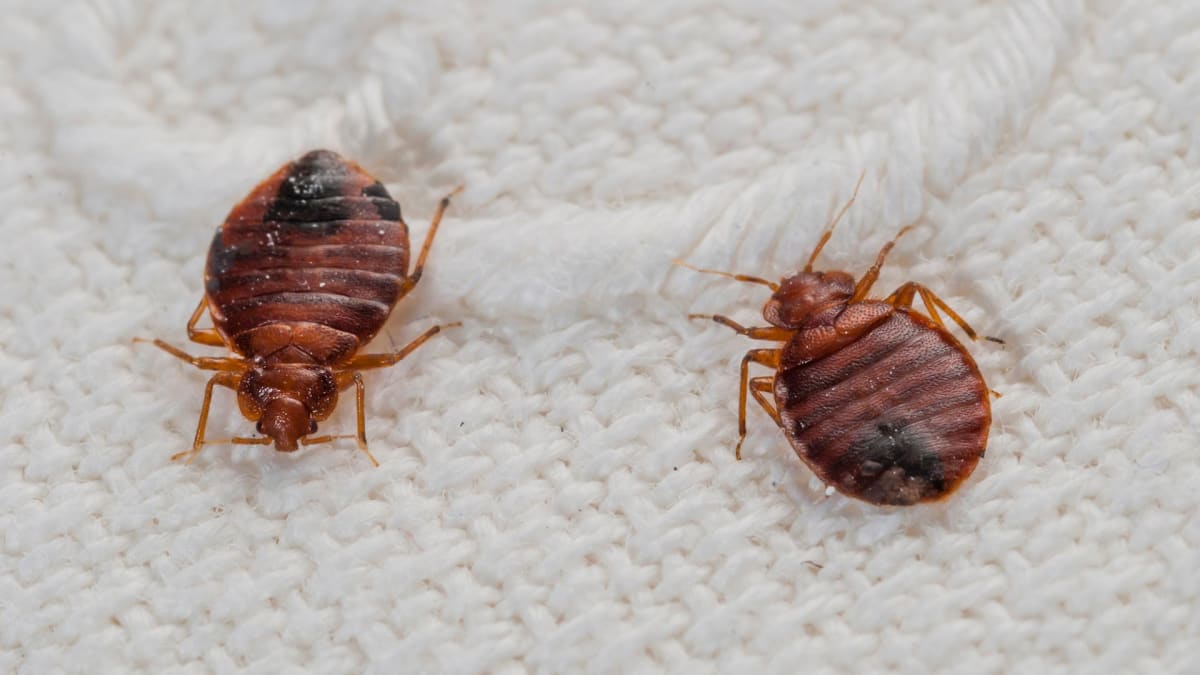 Effective Bed Bug Inspection