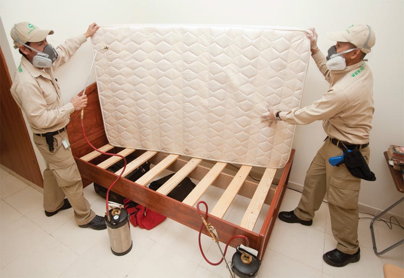 Bed Bug Extermination FAQs