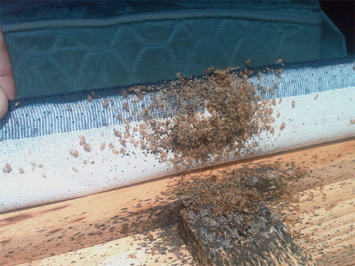 Professional Bed Bug Extermination Services