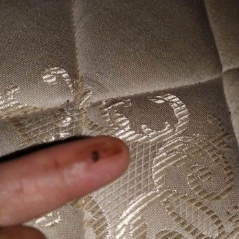 Signs of a Bed Bug Problem