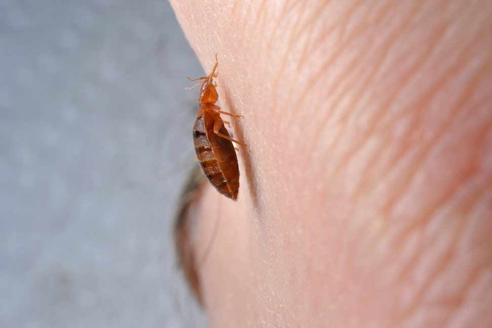 Bed Bug-Proofing Your Home